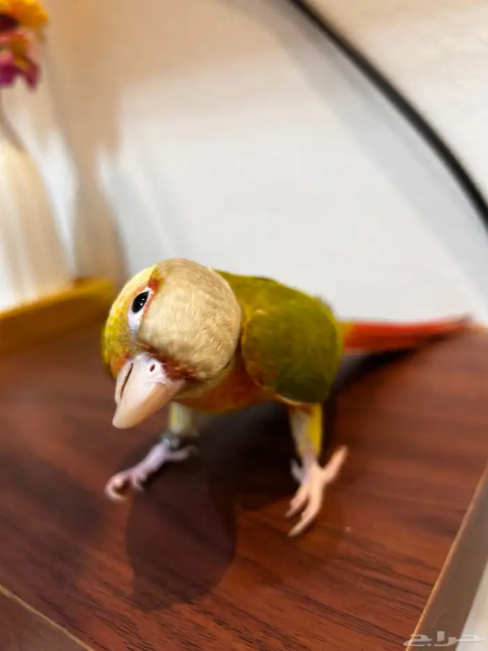 فرخ كنيور اناناس رد فاكتور هدد داخلي ((تم البيع )) 0