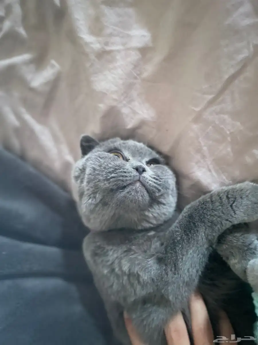 Scottish Fold Cat 8