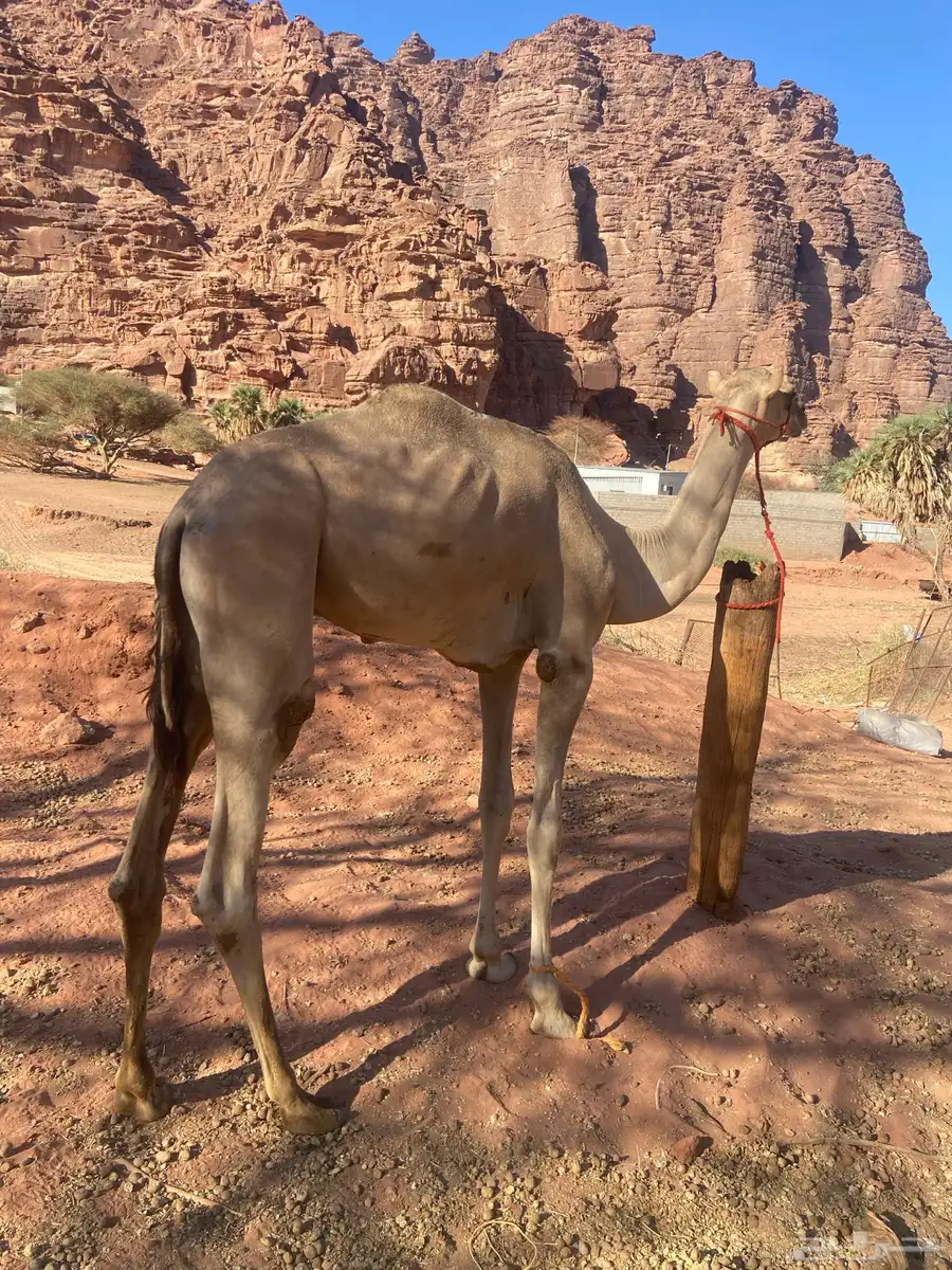 للبيع قعود مفرود 2