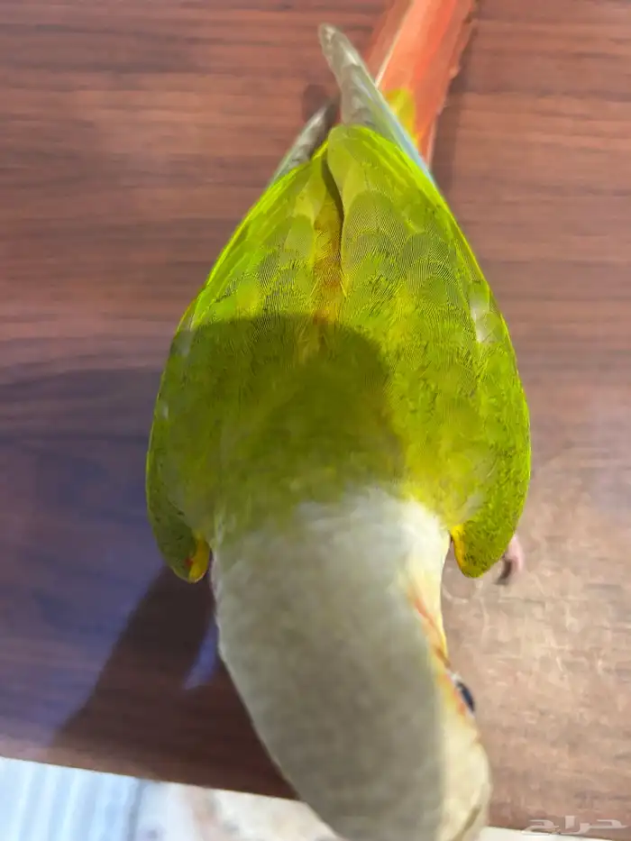 فرخ كنيور اناناس رد فاكتور هدد داخلي ((تم البيع )) 5