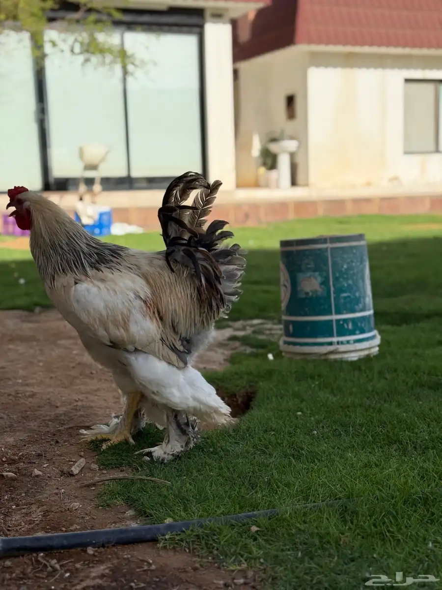 ديك براهما كولمبي 3