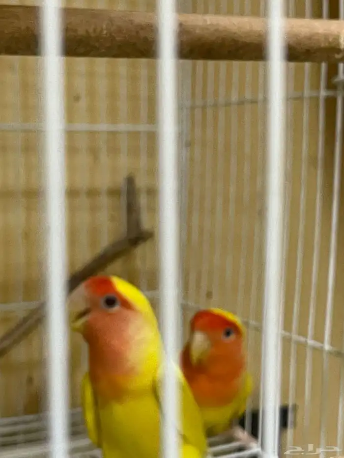 جوز روز رد فيس 1