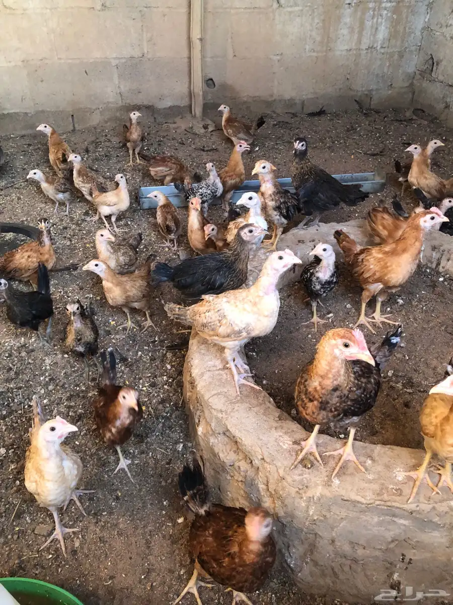 فروخ دجاج 0
