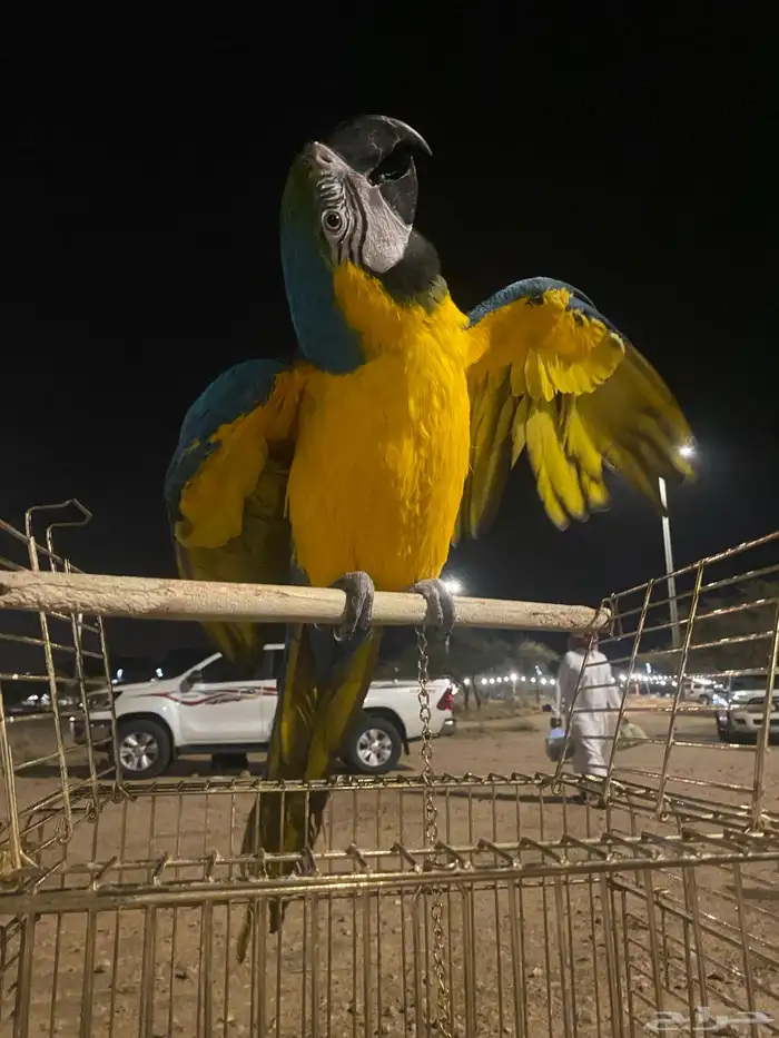 مكاو بلو اند قولد اليف جدا جدا 5