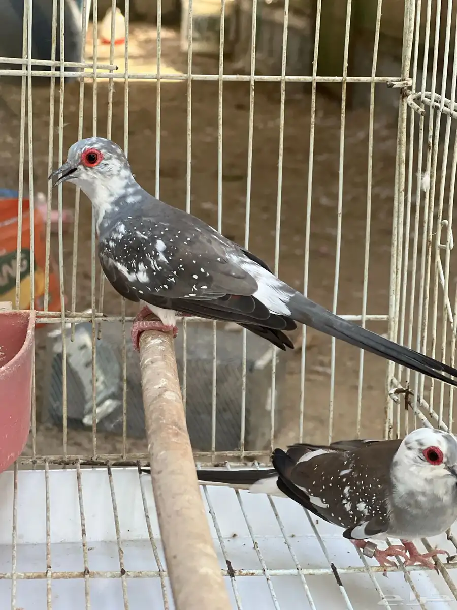 يمام ماسي 2
