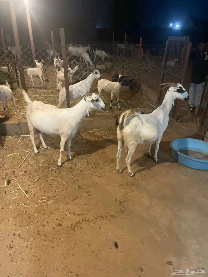 بيشيات 4