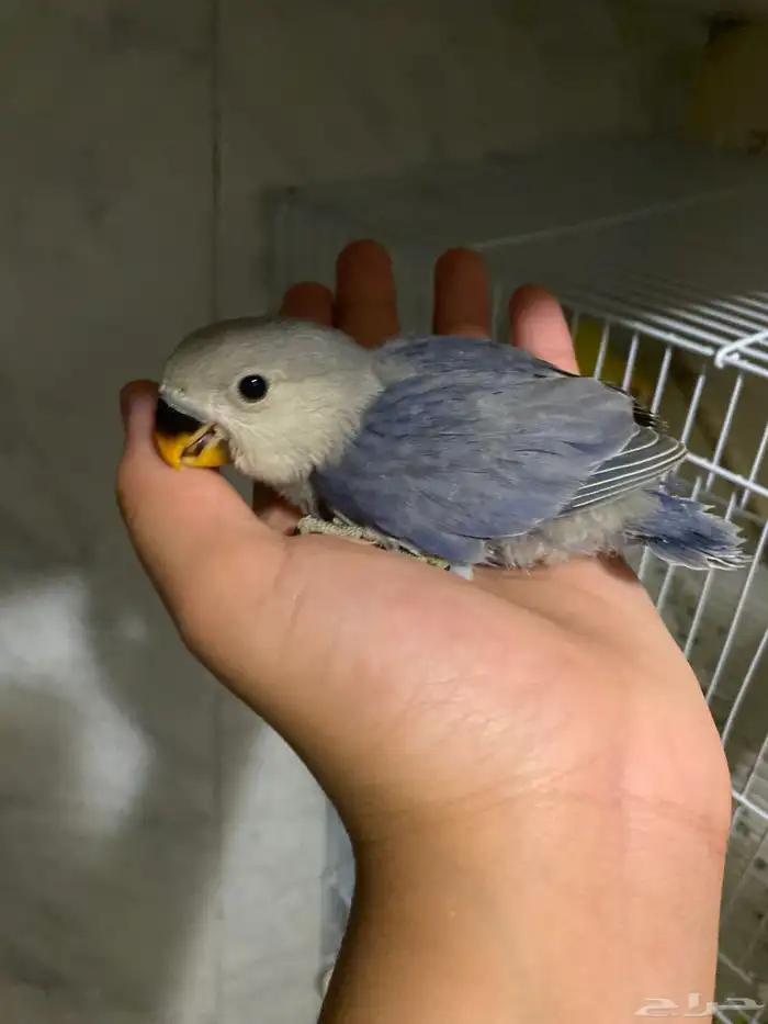 زوج روز تحته فرخ و 3 بيضات ملقحه 4