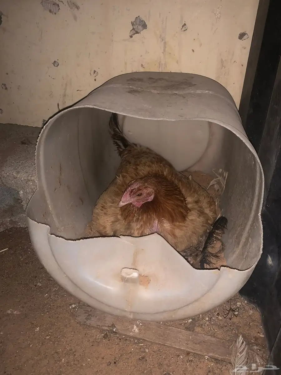 دجاج بلدي بياض ورجان 0