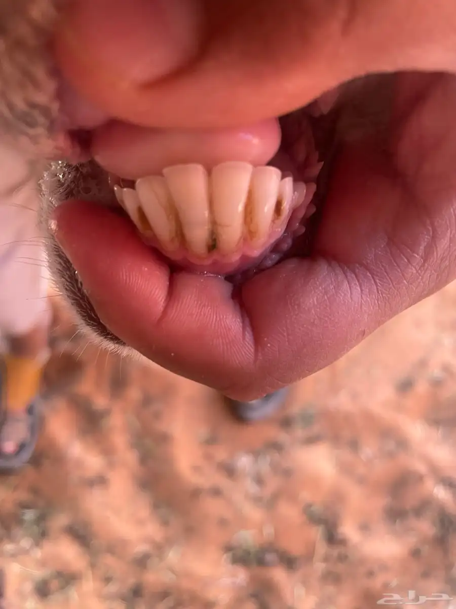 شاه خلفه تحتها رخل. عمرها 3شهور وشاه نضيفه شرط طيبه طيبه 2