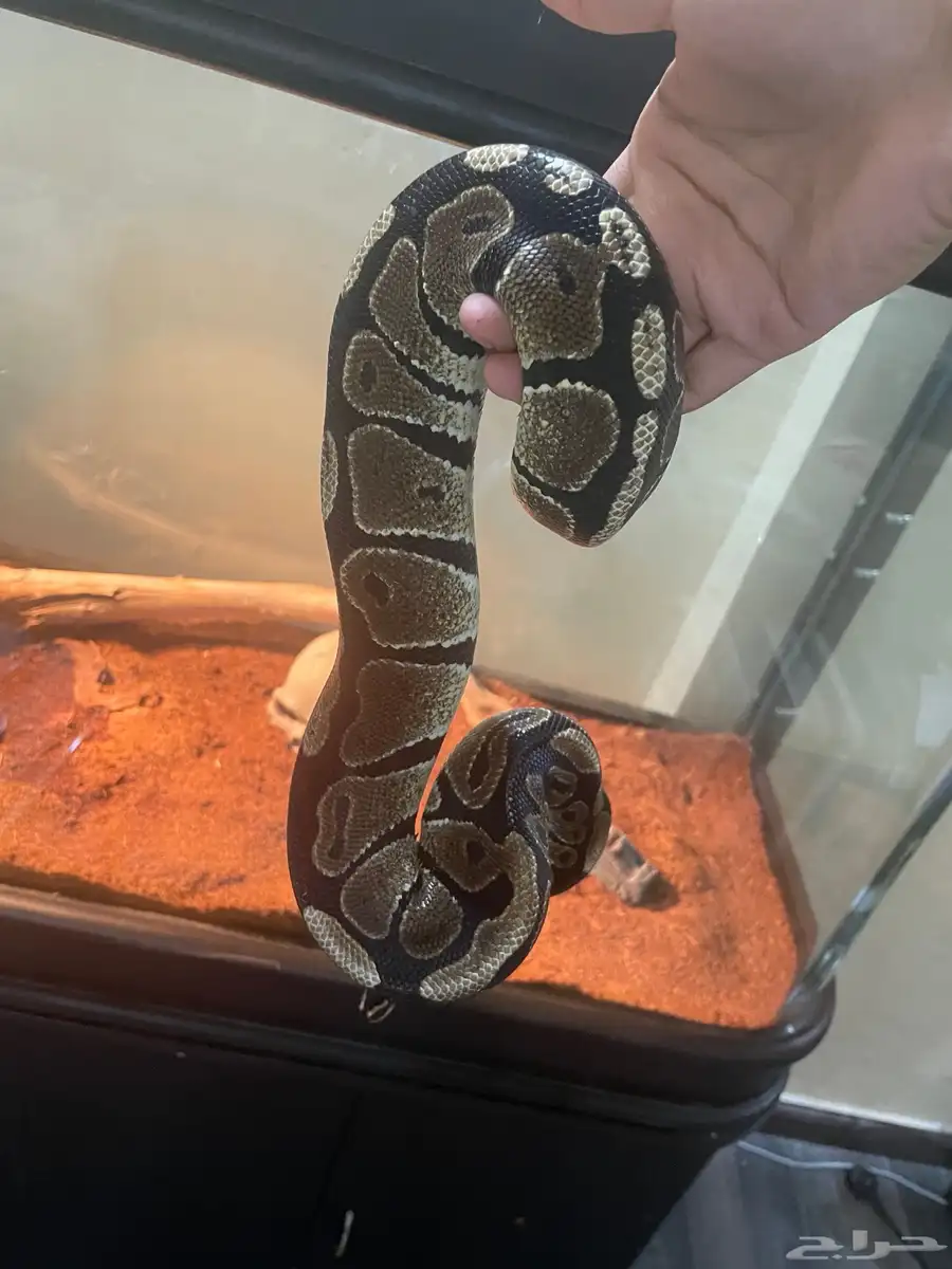 بول بايثون 2