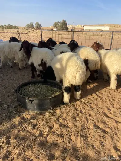 بهم نعيم طيب ( تم البيع ) 1