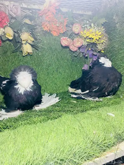للبيع طبه بخاره اسود بولهد 2