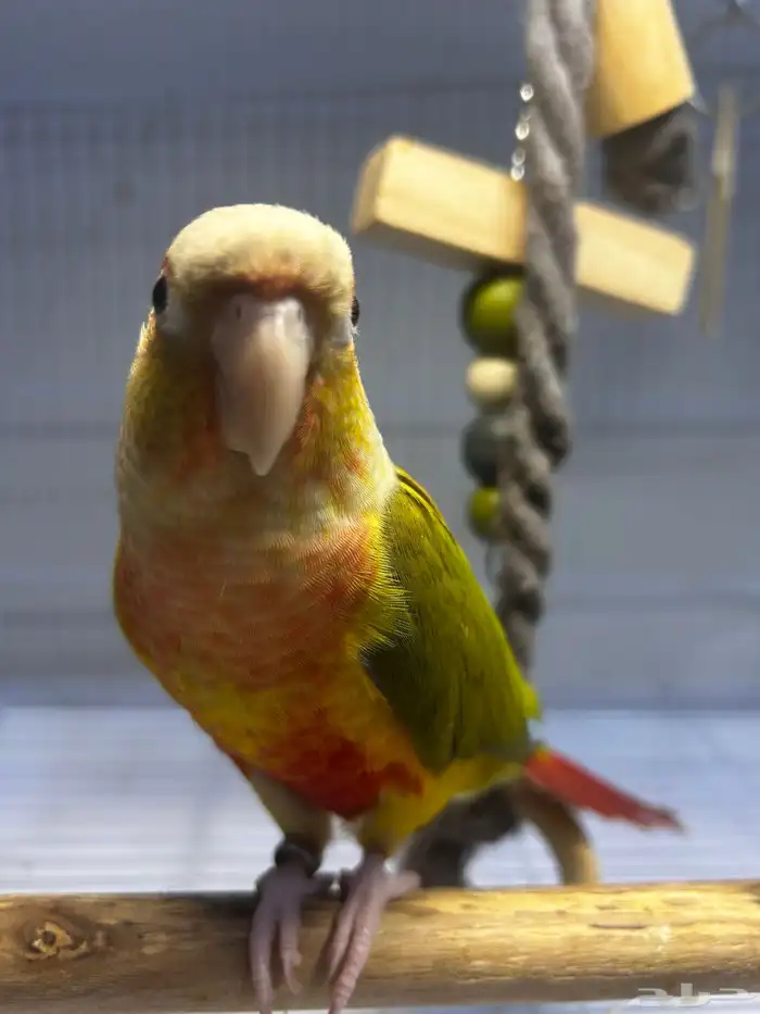 فرخ كنيور اناناس رد فاكتور هدد داخلي ((تم البيع )) 11