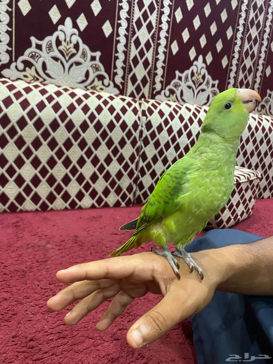 دره 0