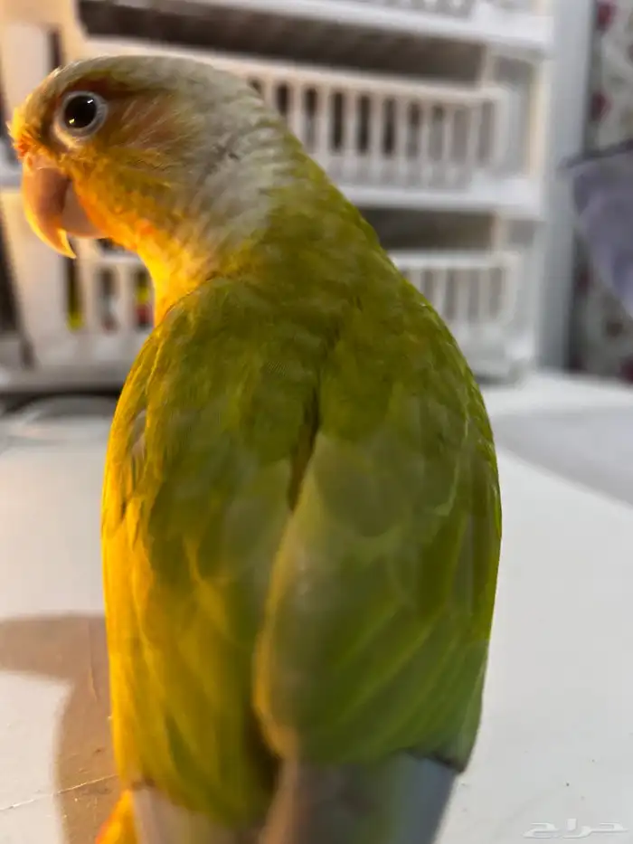 فرخ كنيور اناناس رد فاكتور هدد داخلي ((تم البيع )) 3