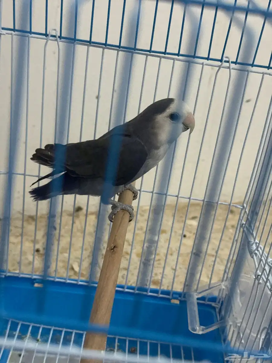 روز 2