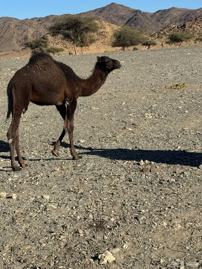 قعود للبيع 1