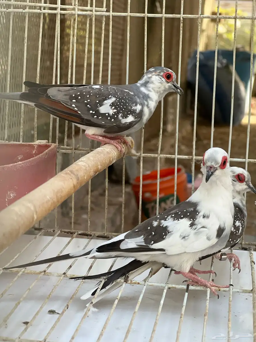 يمام ماسي 1