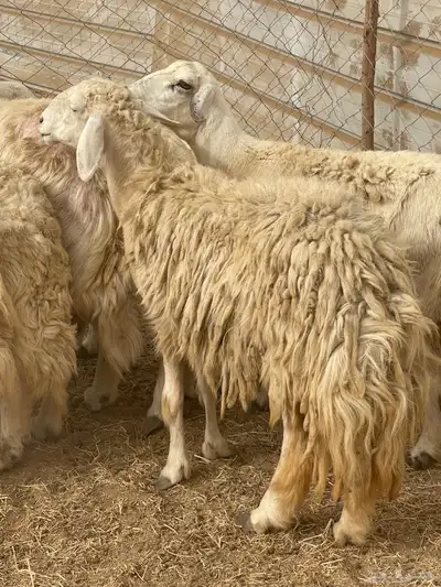 تم البيع 3