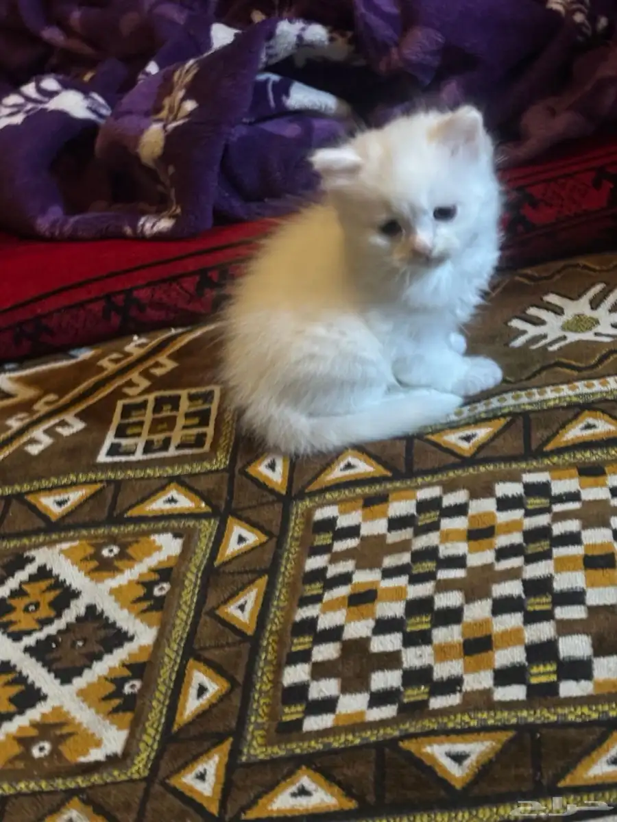 قطط شيرازي 0