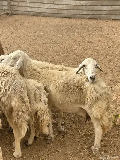 تم البيع 6