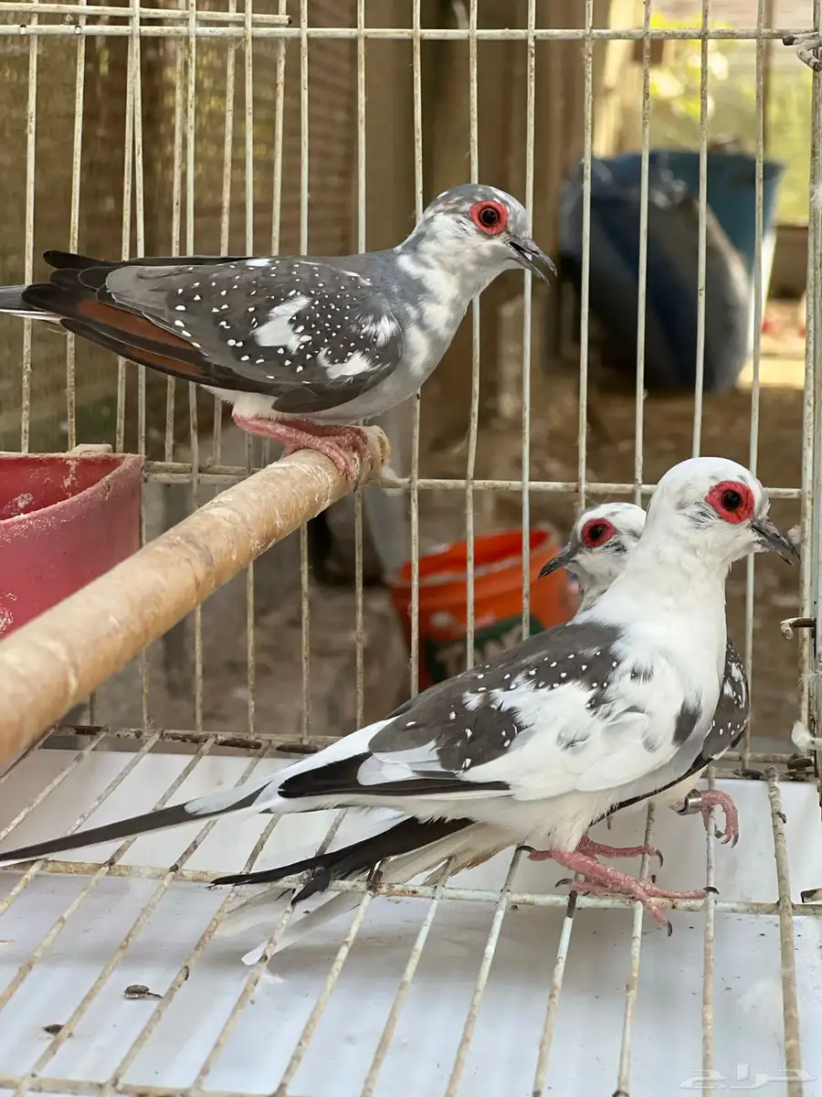 يمام ماسي 0