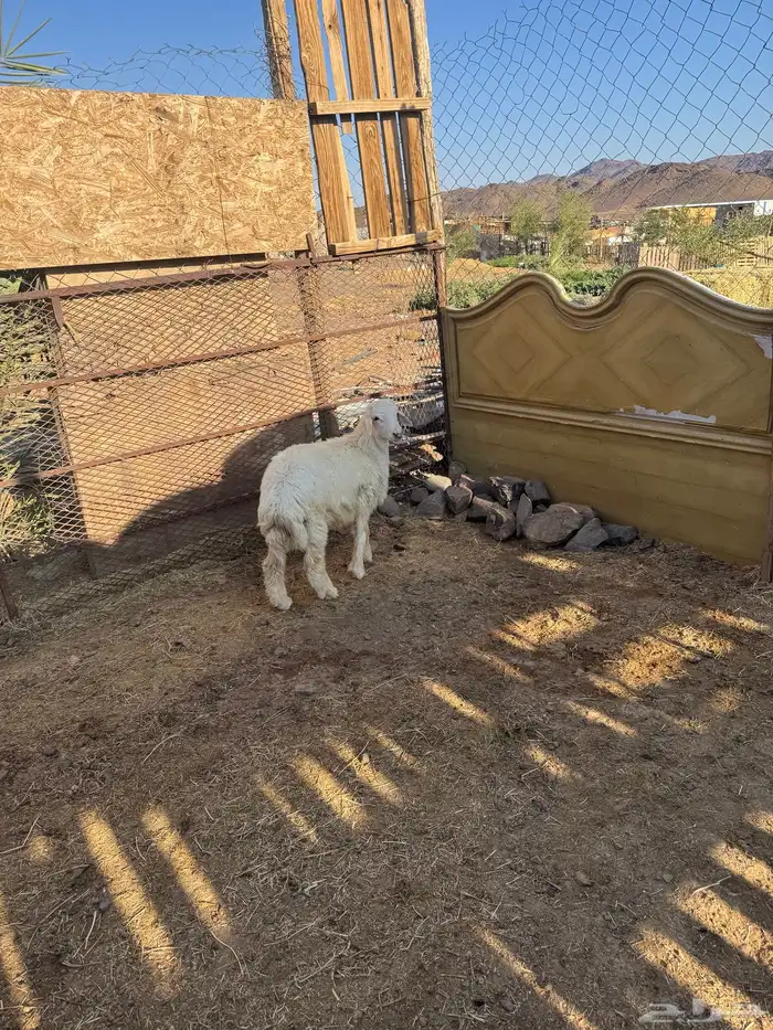 طليان حري ذبايح للبيع مع خدمة والتوصيل وتغليب 3