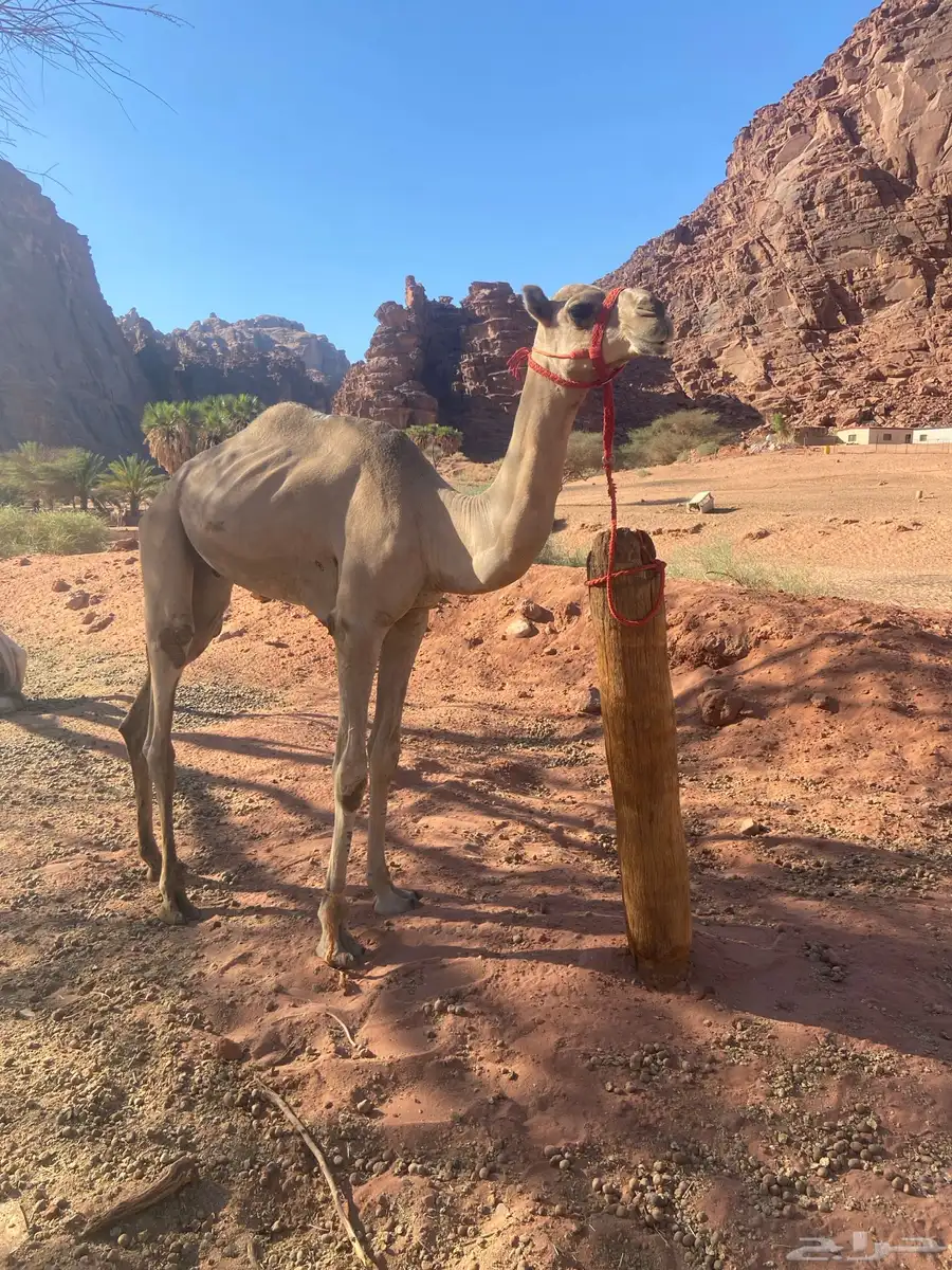 للبيع قعود مفرود 1