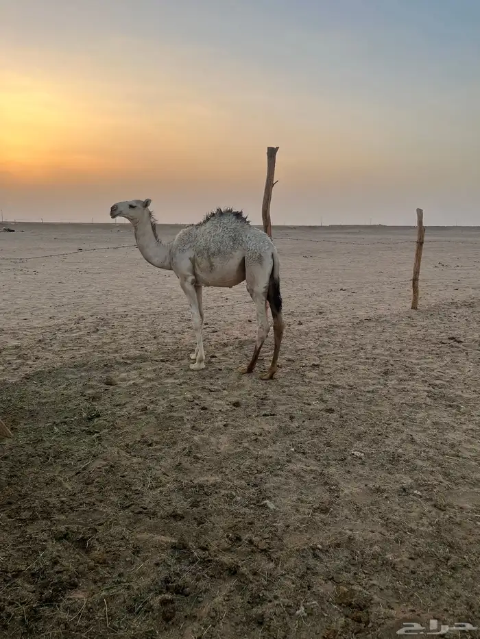 10 قعدان وبكرتين مغلقه شحم 0
