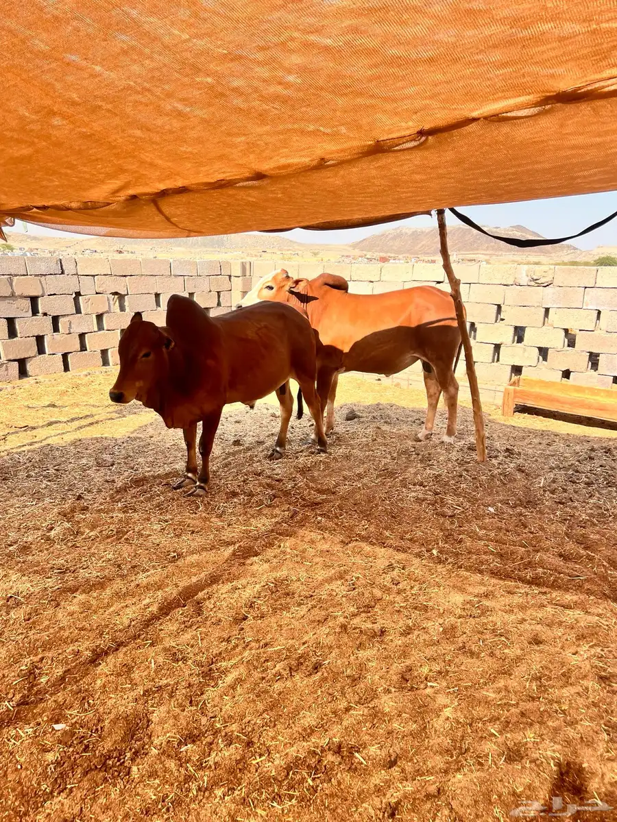 عجول بلدية مغلقة 0