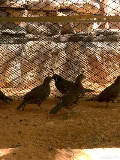 سمان كاليفورنيا منتجه 4