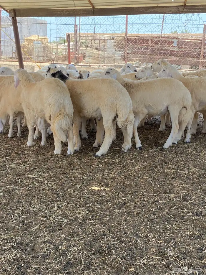 طليان مناسبات حرية شحم وطيبة 0