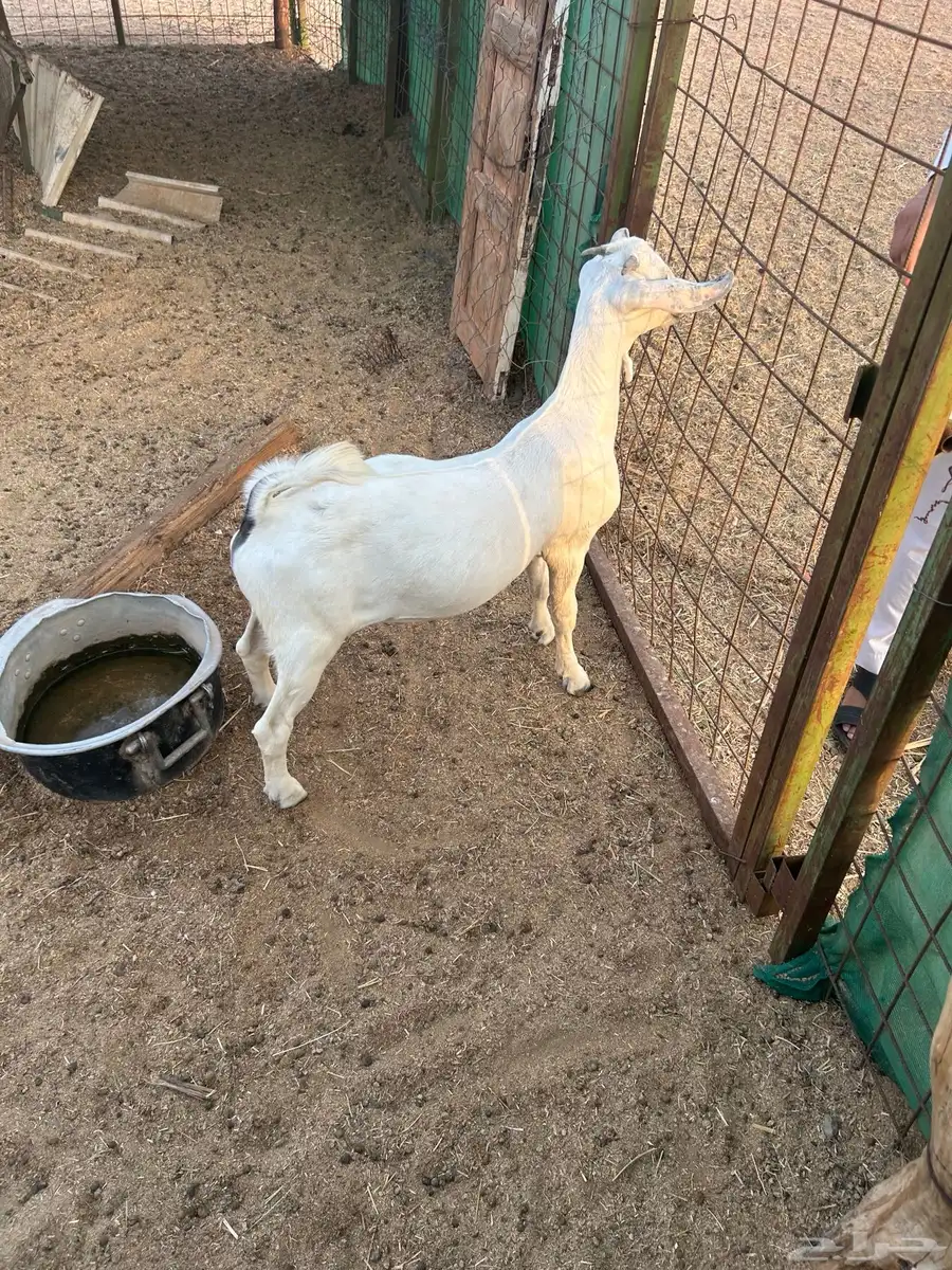 تيوس للبيع 2