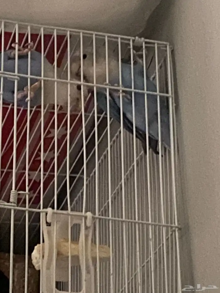 زوج روز تحته فرخ و 3 بيضات ملقحه 3