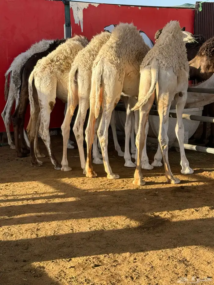 توفير حشو واغنام المناسبات 0