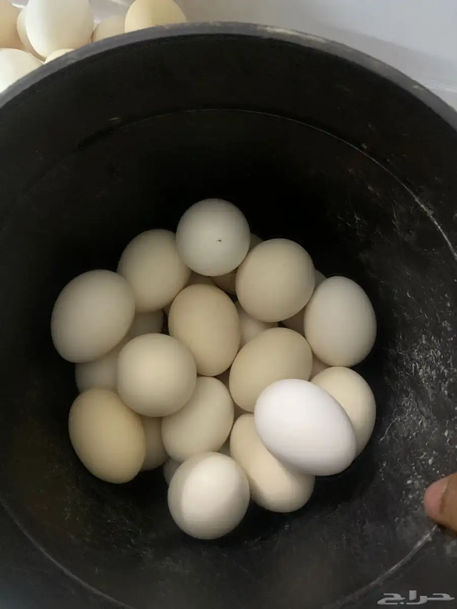 دجاج بلدي بياض ورجان 8