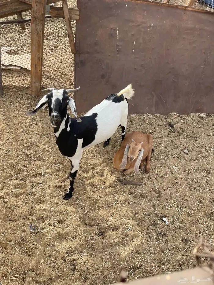 معزاء خلفات للبيع 27