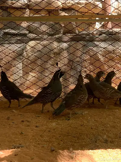 سمان كاليفورنيا منتجه 1
