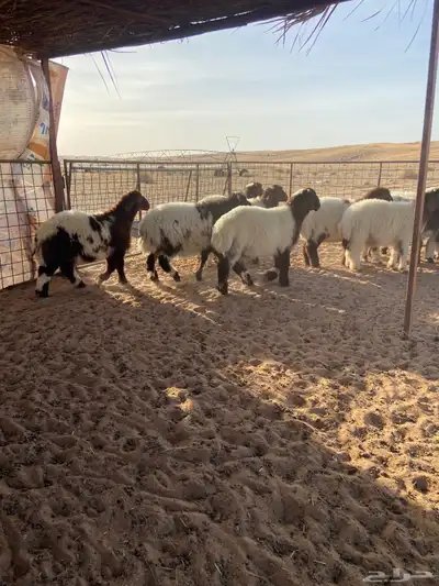 بهم نعيم طيب ( تم البيع ) 2
