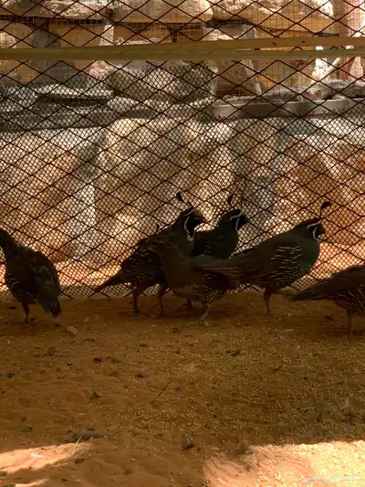 سمان كاليفورنيا منتجه 2