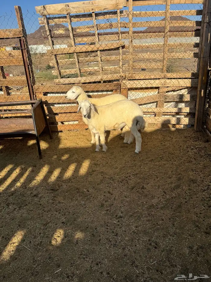 طليان حري ذبايح للبيع مع خدمة والتوصيل وتغليب 1