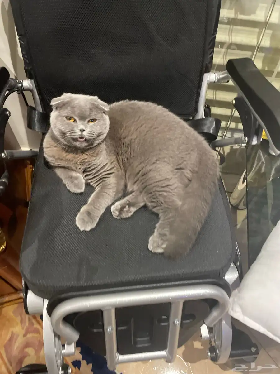 Scottish Fold Cat 5