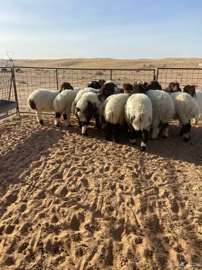 بهم نعيم طيب ( تم البيع ) 5