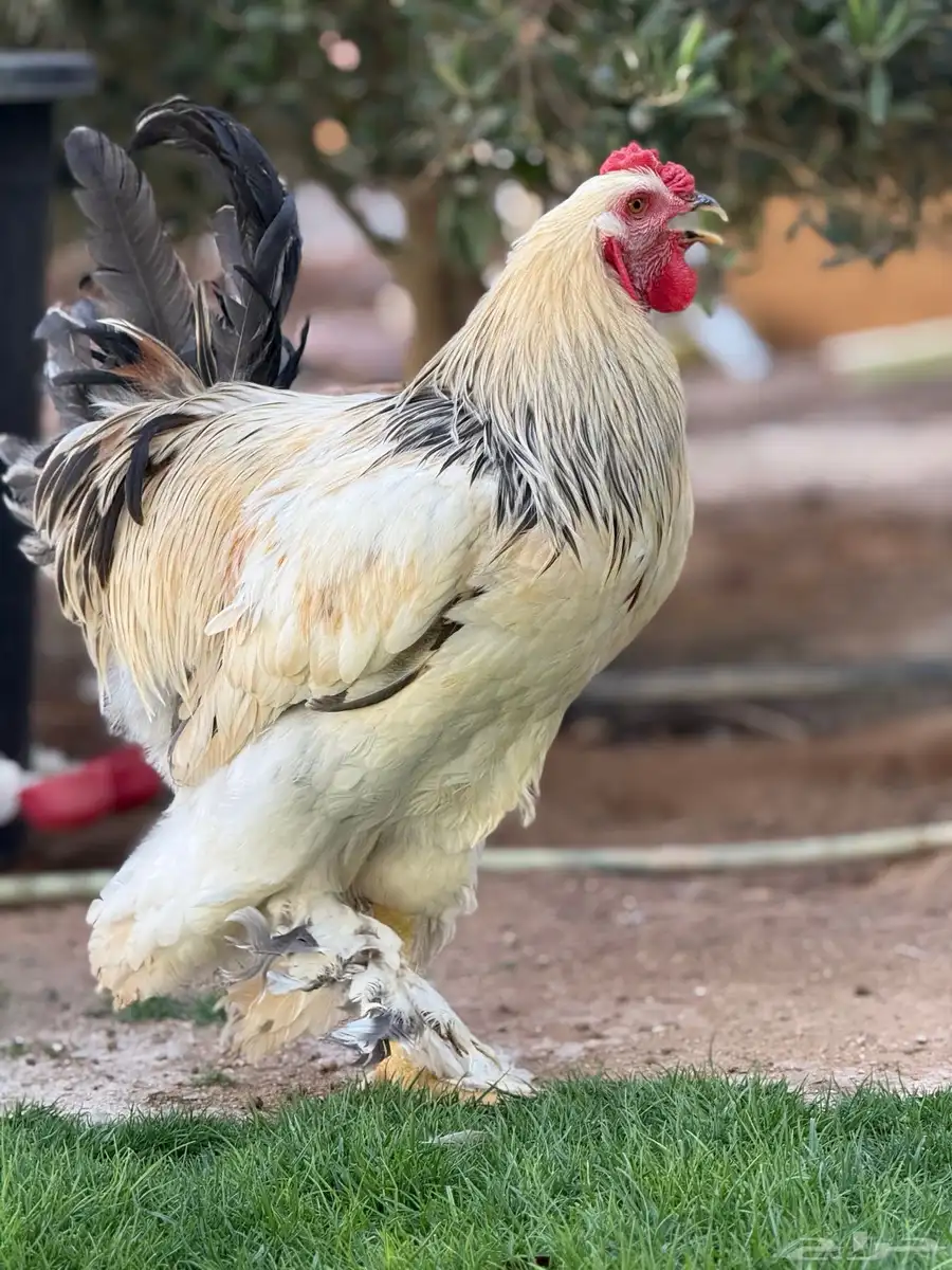 ديك براهما كولمبي 2