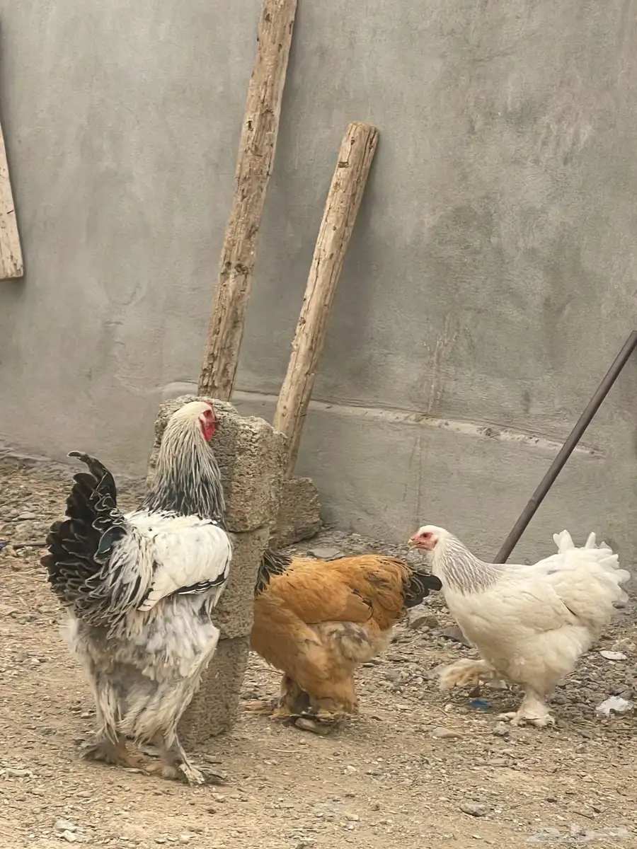 ديك براهما كولمبي اصيل 1