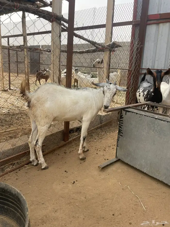 غنم بيشيات 3