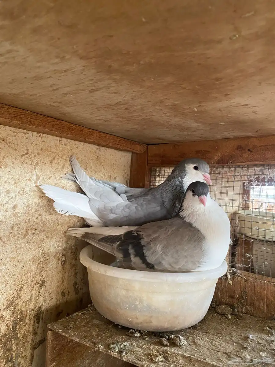 حمام زينه 1
