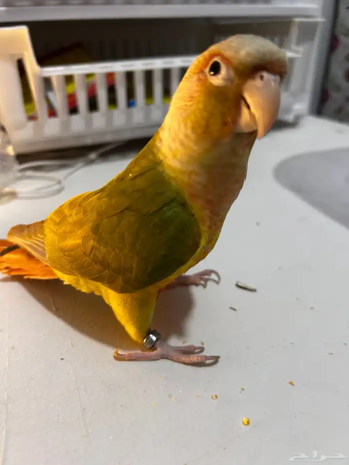 فرخ كنيور اناناس رد فاكتور هدد داخلي ((تم البيع )) 4