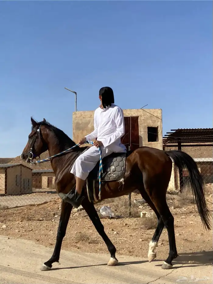 حصان شعبي 6