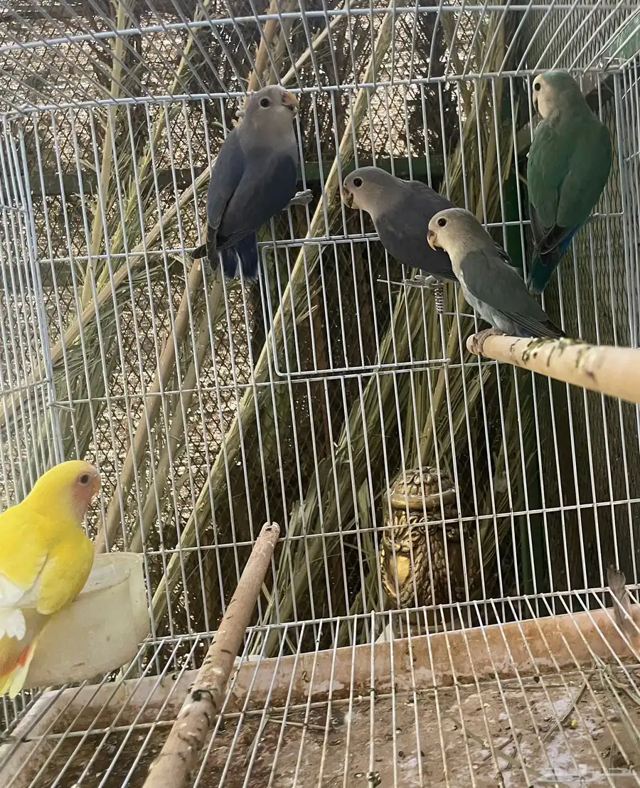 للبيع طيور روز وفيشر 0